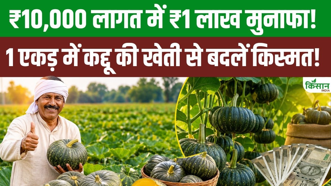 Investing 10000 Yield 1 Lakh In Profits Farmers Earn Fortune Cultivating Pumpkins On 1 Acre