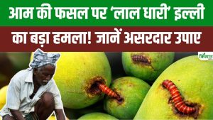 आम किसानों के लिए अलर्ट! Red Banded Caterpillar का हमला फसल को 90 फीसदी तक कर सकता है खत्म