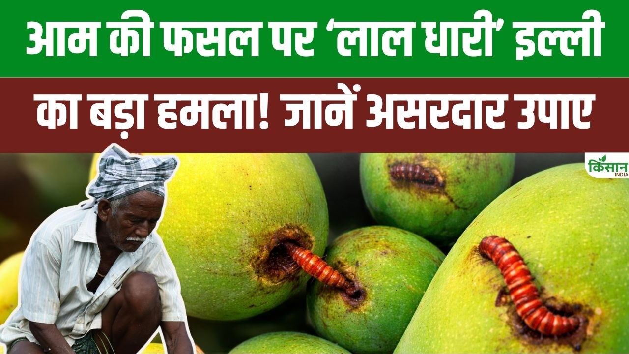 Mango Farmers Alert Red Banded Caterpillar Attacks Destroy Up To 90 Percent Their Crops Take Immediate Action