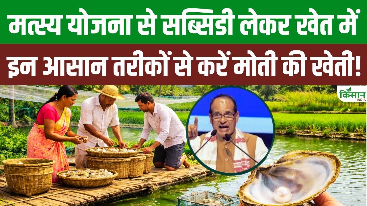 Turn Your Small Farm Pond Into Source Income Start Pearl Farming With Pmmsy Subsidy And Earn Better Income