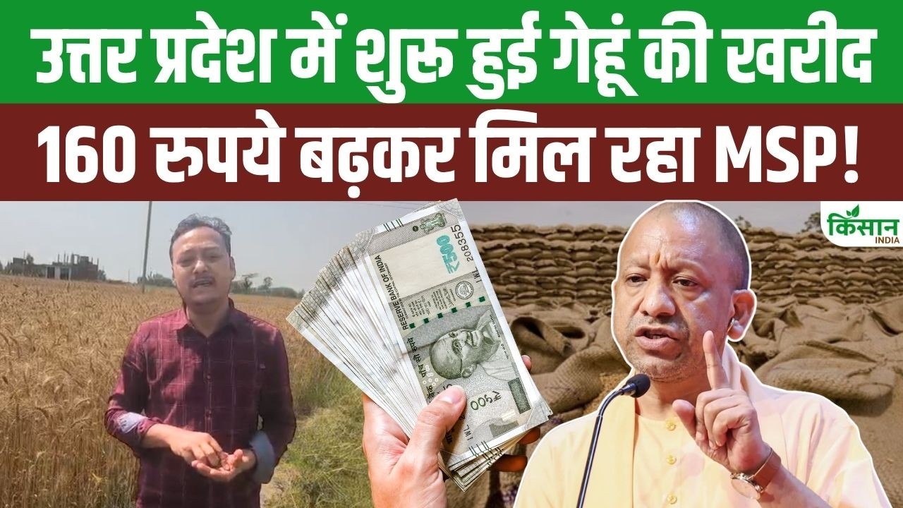 Up Government Purchase 5 Million Tonnes Wheat Rs 160 Hike In Msp Brings Major Relief Farmers
