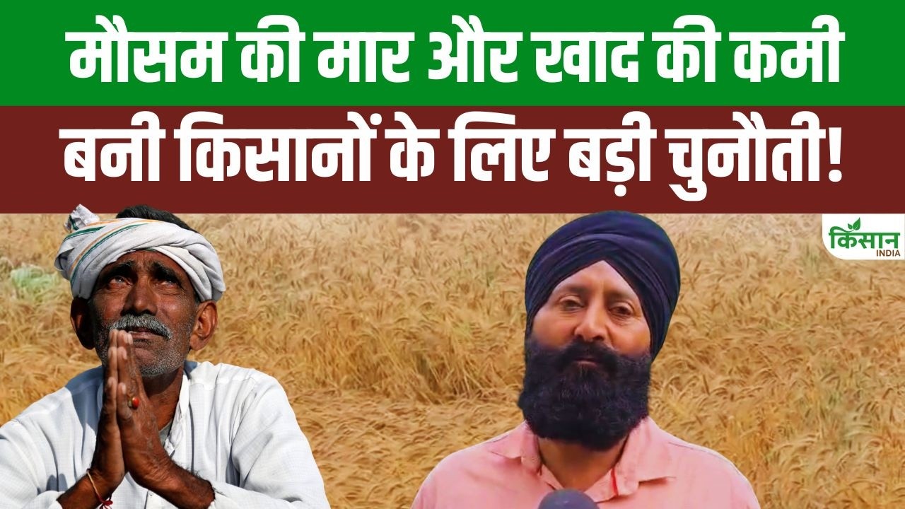 Rain And Fertilizer Shortages Devastated Wheat Crop Uttarakhand Farmers Demand Immediate Relief And Assistance From Government
