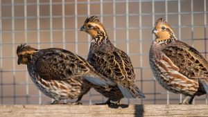 Quail Farming Business: बटेर पालन कम लागत में तगड़ा मुनाफा, समझें कमाई का गणित