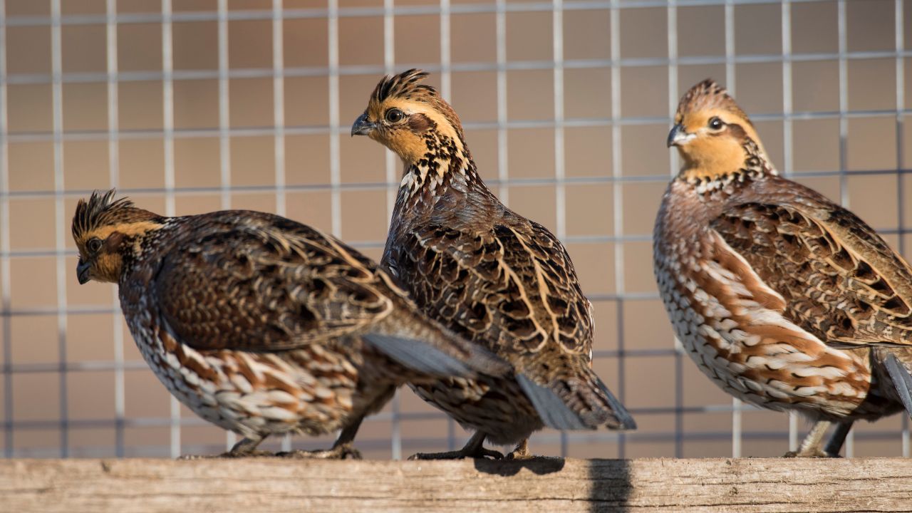 Huge Profits At Low Cost Quail Farming Great Source New Income Farmers