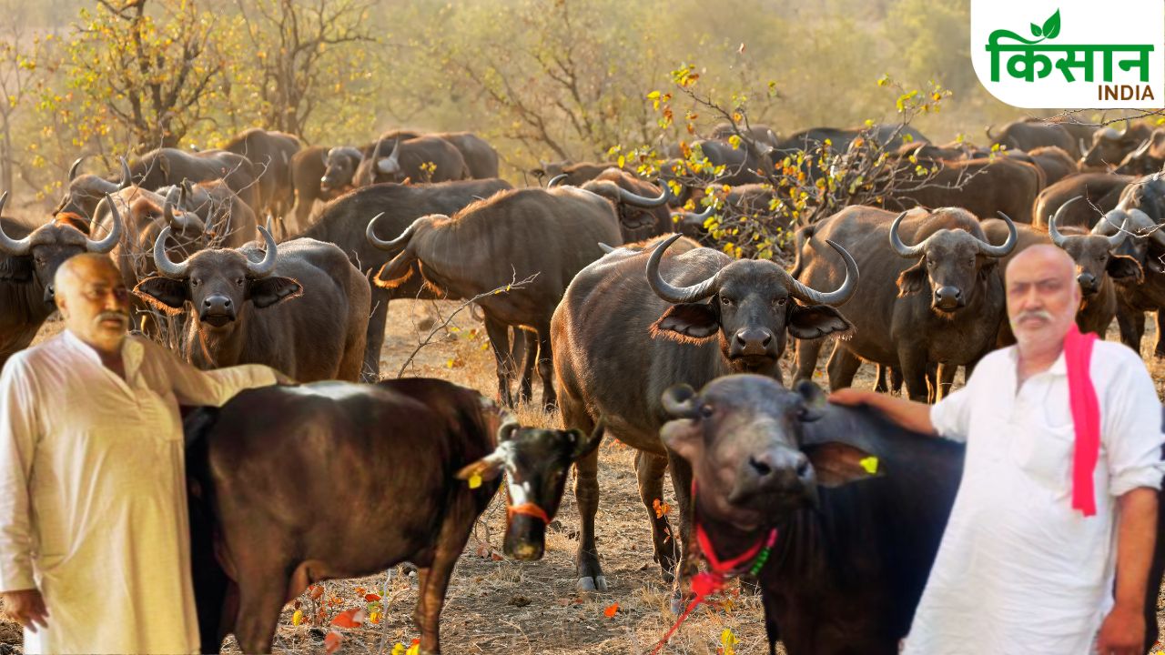 Gohana Haryana Surendra Dairy Success Murrah Buffalo 200kg Milk Modern Farming Story