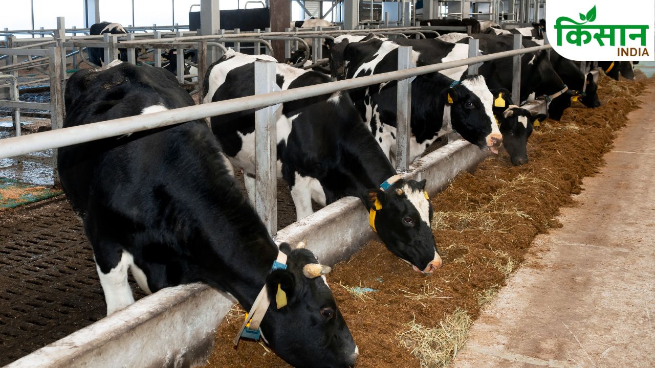 Smart Dairy Farming Techniques Sex Sorted Semen Digital Monitoring Hydroponics Milk Production Profit