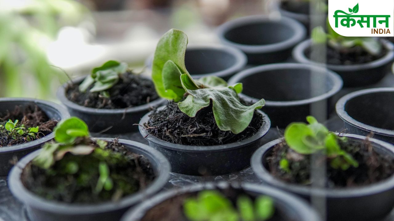 Grow Natural Sindoor Plant At Home Lipstick Tree Benefits And Easy Method