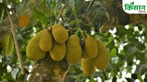 Fruit Drop Problem: अब नहीं गिरेंगे कटहल के फल, जानें कारण और अपनाएं ये वैज्ञानिक तरीके