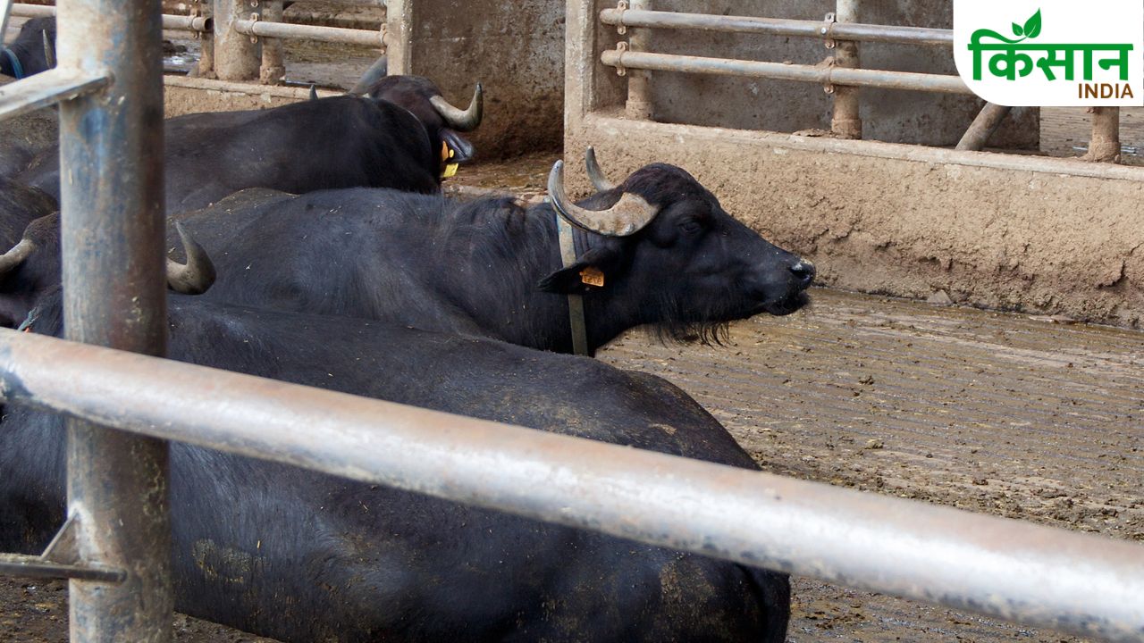 Bihar Buffalo Ivf Technology Milk Production Dairy Farming Breakthrough