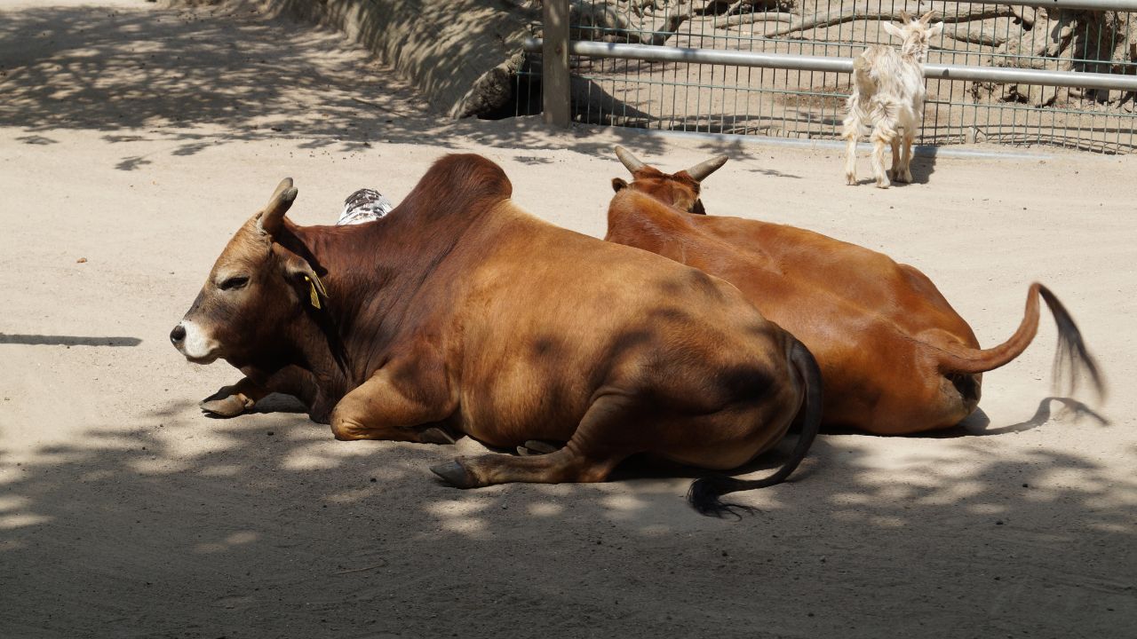 Summer Cattle Disease Alert Rumen Infection Dehydration Milk Production Loss Prevention Tips