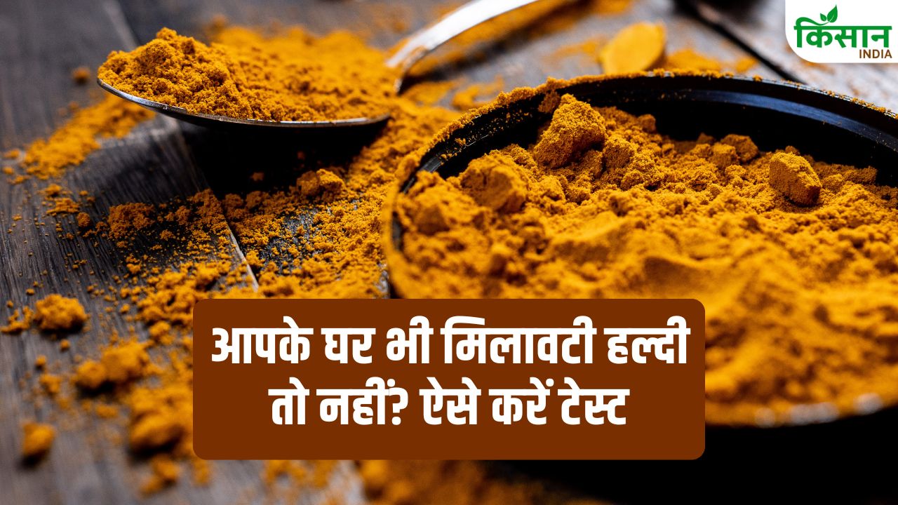 सावधान! कहीं आपकी रसोई में भी मिलावट हल्दी तो नहीं? 2 मिनट का ये टेस्ट खोल देगा सारी सच्चाई, जानें