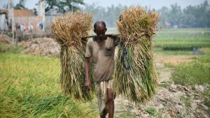 Zaid Crops Area: गरमा धान और बाजरा का रकबा घटा, मूंग और उड़द की खेती में बढ़ी दिलचस्पी