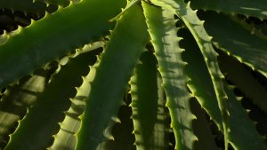 बंजर जमीन से भी होगी लाखों की कमाई! इस फसल की खेती बना रही किसानों को ‘ग्रीन गोल्ड’ का मालिक