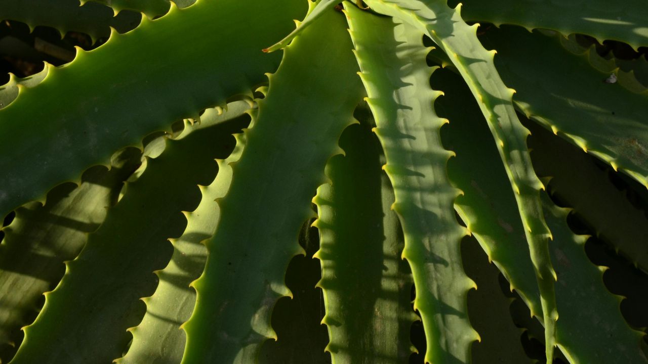 Aloe Vera Farming Profit Low Cost High Income Green Gold Crop Benefits Aloevera Ki Kheti Me Munafa