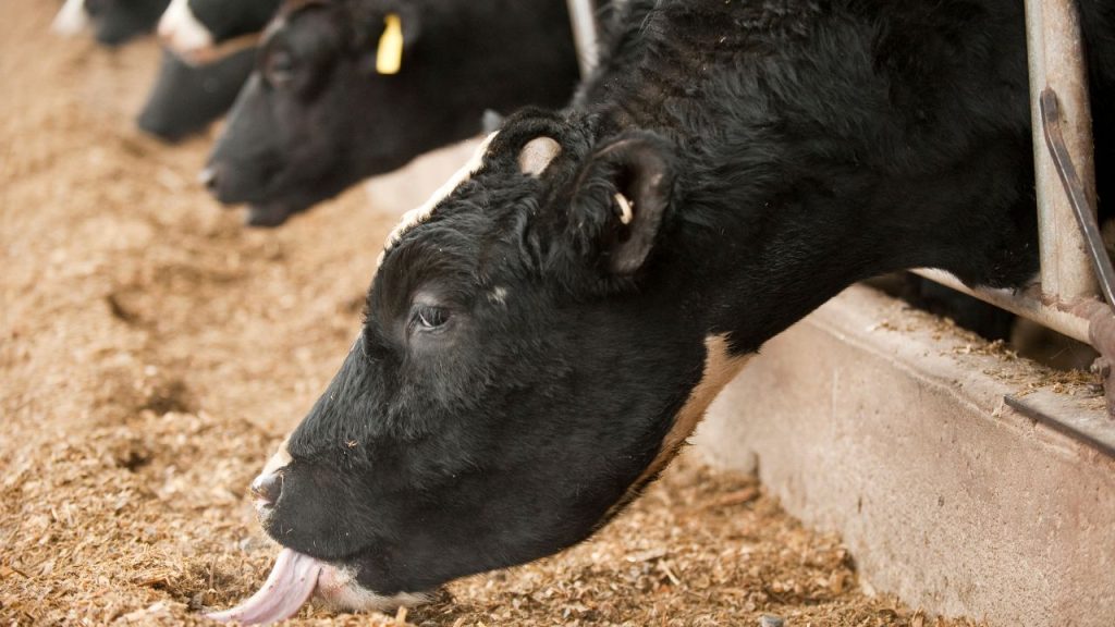 गर्मी बढ़ते ही हरे चारे की उपलब्धता और गुणवत्ता बनाए रखना पशुपालकों के लिए मुश्किल हो जाता है. थोड़ी सी लापरवाही चारे को खराब कर सकती है, जिससे पशुओं के स्वास्थ्य पर सीधा असर पड़ता है.