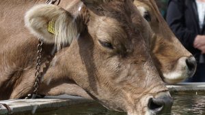 पशु हो रहे कमजोर, पानी में मिलाकर दें ये 1 चीज.. गर्मी में भी बाल्टी भर दूध देंगी गाय-भैंस