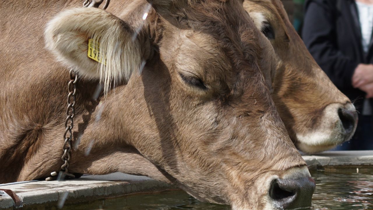 Heat Stress In Dairy Animals How To Protect Cows Buffaloes In Summer To Maintain Milk Production