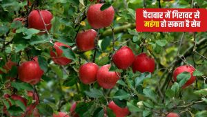 हिमाचल में सेब उत्पादन सामान्य से कम रहने की संभावना, जानें क्या है इसके पीछे की वजह हिमाचल में सेब उत्पादन सामान्य से कम रहने की संभावना, जानें क्या है इसके पीछे की वजह