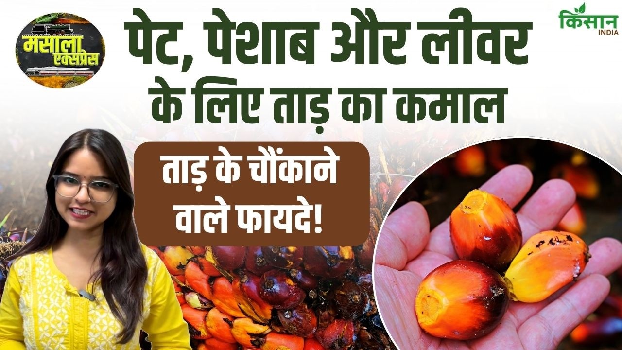 Palm Tree Benefits Toddy Ice Apple Digestion Liver Diabetes Natural Health Tips