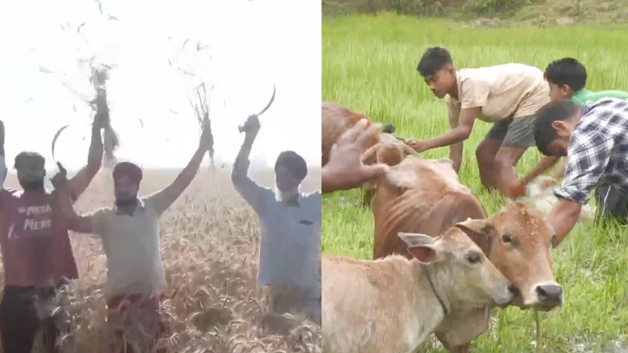 Amritsar Assam Baisakhi Bohag Bihu Celebration Wheat Harvest Festival Goru Bihu Importance Agriculture Culture