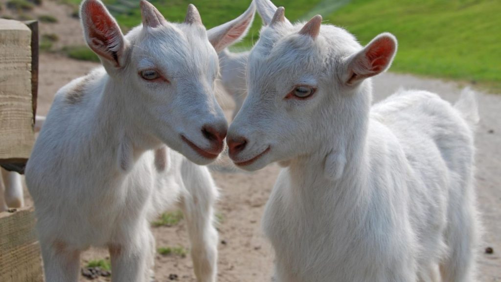 पशुपालन विभाग के अनुसार, जहां आम बकरी दिनभर में मुश्किल से 1–2 लीटर दूध देती है, वहीं सानेन बकरी अकेले 6–7 लीटर तक दूध देने की क्षमता रखती है. इसका मतलब है कि कम संख्या में बकरियों से भी किसान अच्छी-खासी रोजाना कमाई कर सकता है.