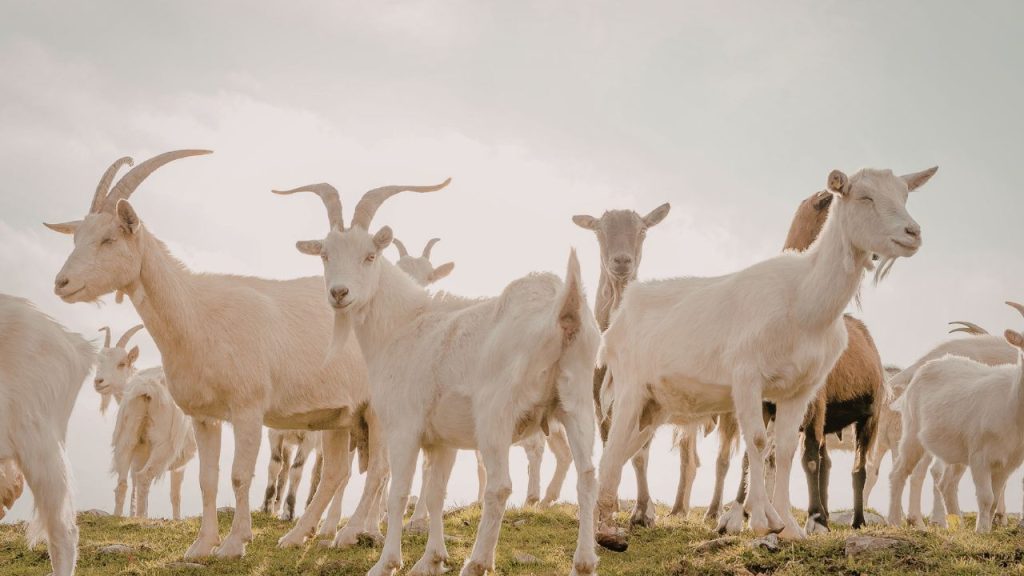 सानेन बकरी को पूरी दुनिया में ‘मिल्क क्वीन’ के नाम से जाना जाता है. इसकी पहचान इसकी असाधारण दूध उत्पादन क्षमता से है. डेयरी सेक्टर में यह नस्ल तेजी से लोकप्रिय हो रही है और छोटे किसानों के लिए एक मजबूत इनकम सोर्स बनकर उभर रही है.