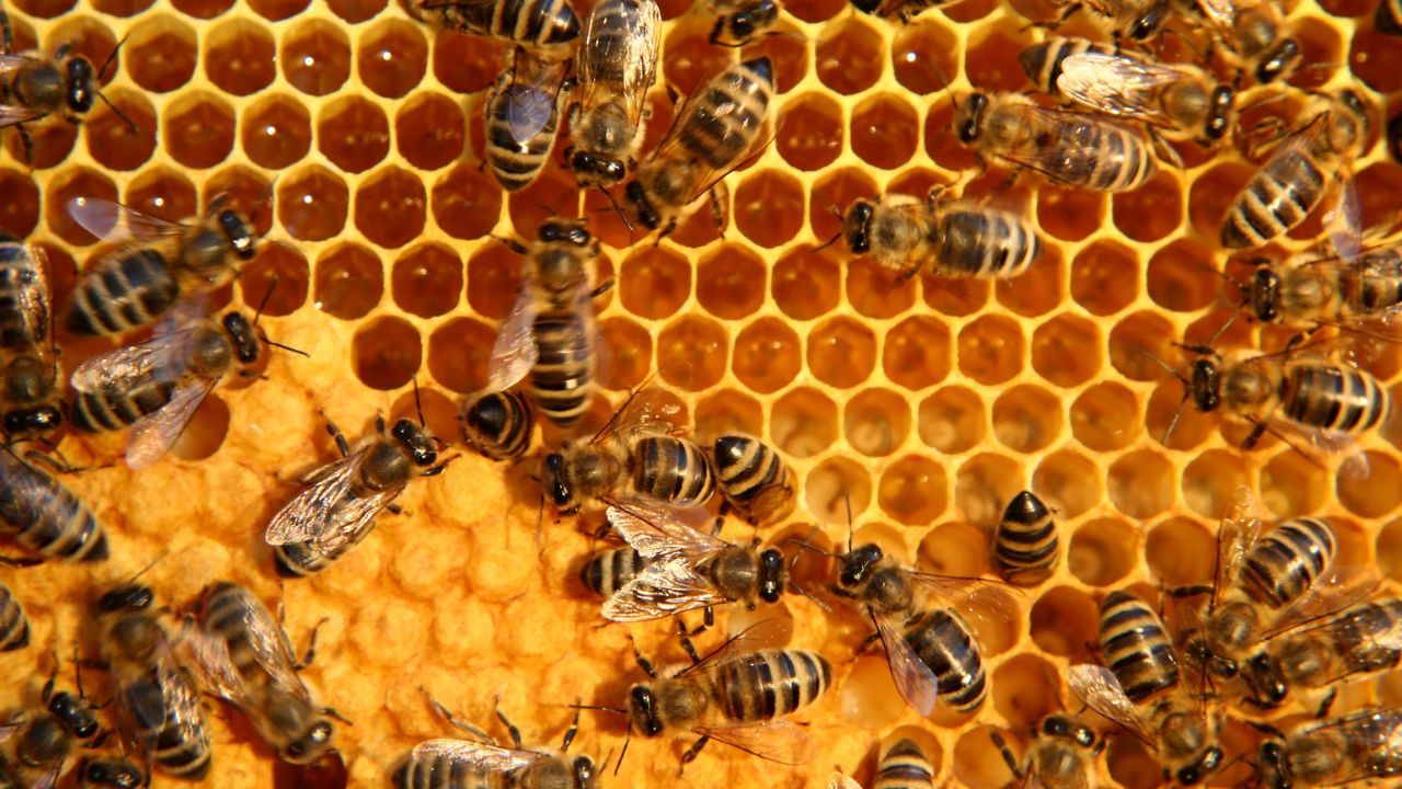 Rural Business Ideas 85 Percent Subsidy On Bee Farming Government Scheme Honey Farming Benefits