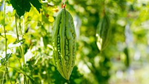 जायद सीजन में कमाई का स्मार्ट फॉर्मूला! करेले की इस हाइब्रिड वैरायटी को बोएं, घर बैठे ऐसे मंगाएं बीज