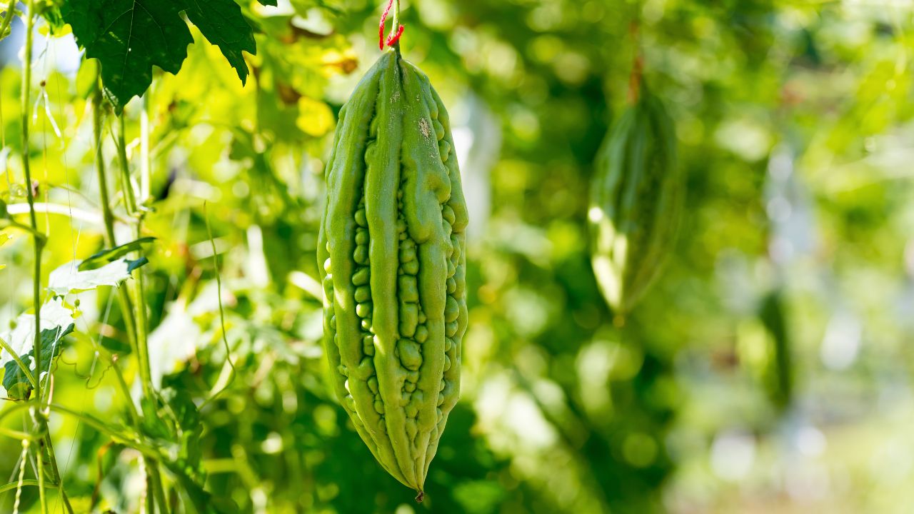 Bitter Gourd Farming Summer Season Nattu Hybrid Variety Karela Cultivation Profit Guide