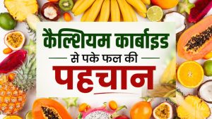 कहीं आप भी तो नहीं खा रहे जानलेवा केमिकल से पके फल? एक्सपर्ट ने बताया पहचानने का तरीका