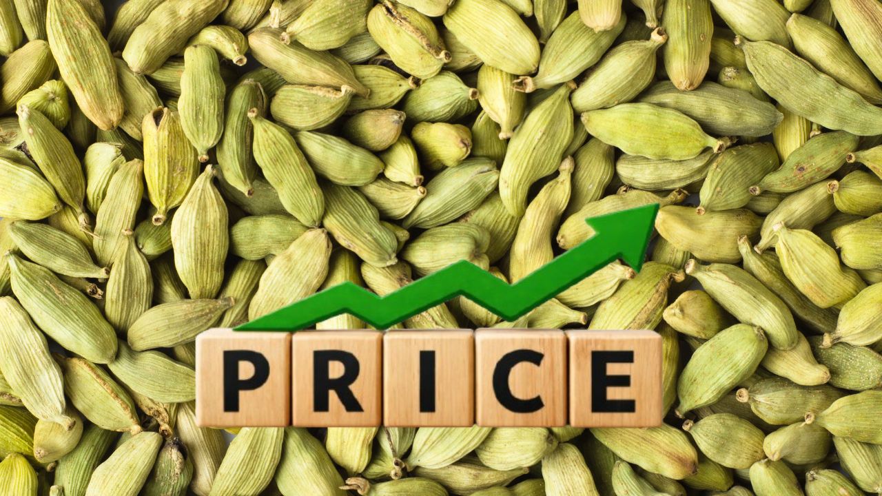 Cardamom Prices Massive Surge In Domestic And Global Markets Due To West Asia Conflict Intensifies Volatility And High Demand