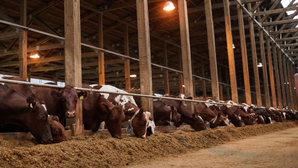 गर्मी का मौसम सिर्फ इंसानों ही नहीं, बल्कि पशुओं के लिए भी खतरनाक साबित होता है. लगातार बढ़ते तापमान और लू के कारण पशुओं में हीट स्ट्रेस और हीट स्ट्रोक जैसी समस्याएं तेजी से बढ़ती हैं, जिससे उनकी सेहत और उत्पादन दोनों प्रभावित होते हैं. गर्मी का मौसम सिर्फ इंसानों ही नहीं, बल्कि पशुओं के लिए भी खतरनाक साबित होता है. लगातार बढ़ते तापमान और लू के कारण पशुओं में हीट स्ट्रेस और हीट स्ट्रोक जैसी समस्याएं तेजी से बढ़ती हैं, जिससे उनकी सेहत और उत्पादन दोनों प्रभावित होते हैं.