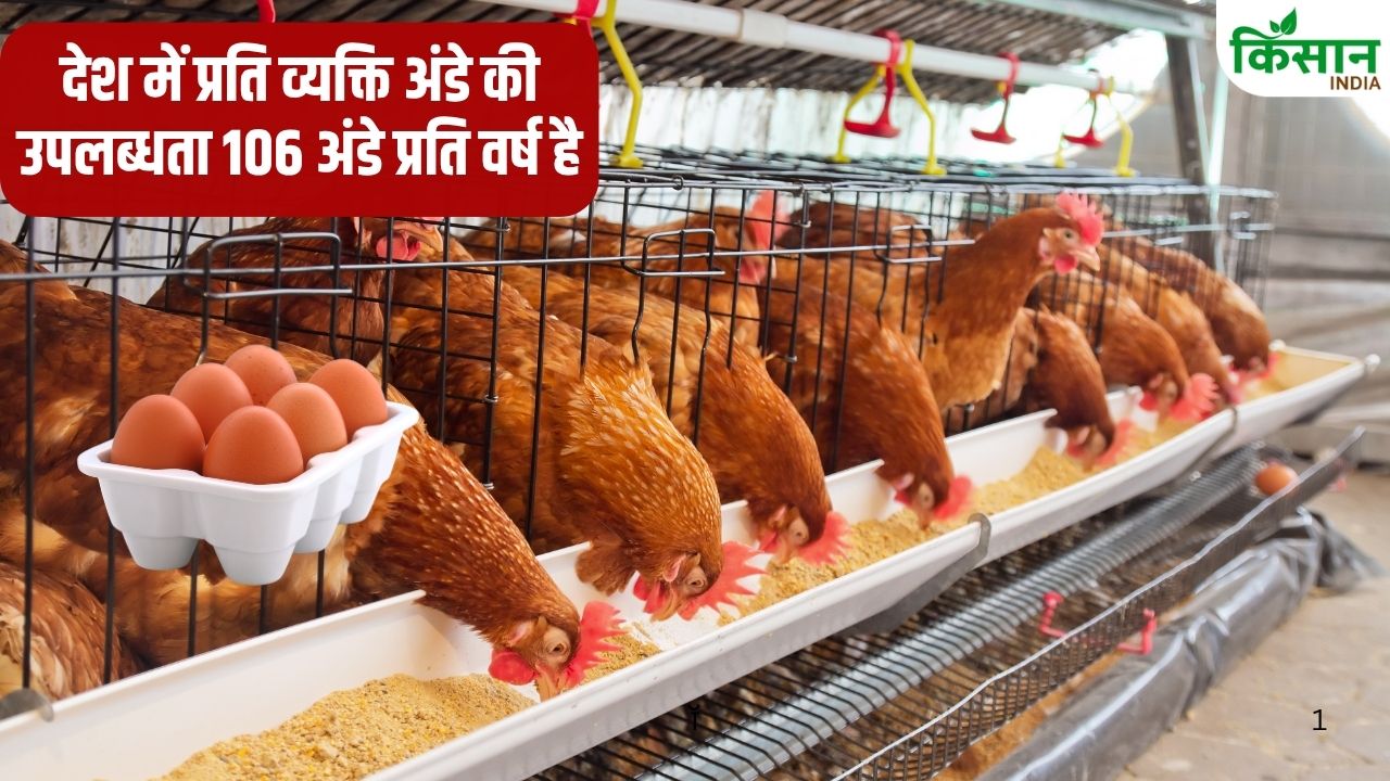 Chicken Price Hike Why Does Egg Become Cheaper In Summer But Chicken Becomes More Expensive