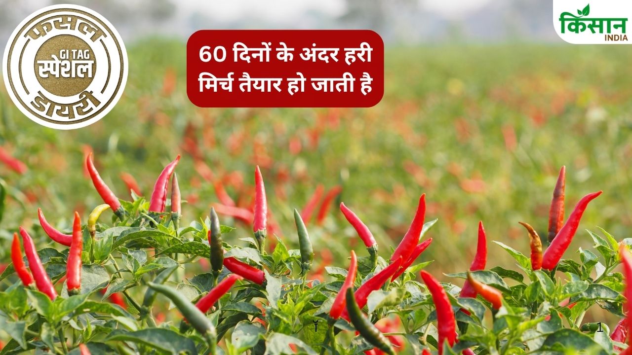 Bhiwapur Chilli Bhiwapur Chilli Farming Maharashtra News Lipstick Nail Paint