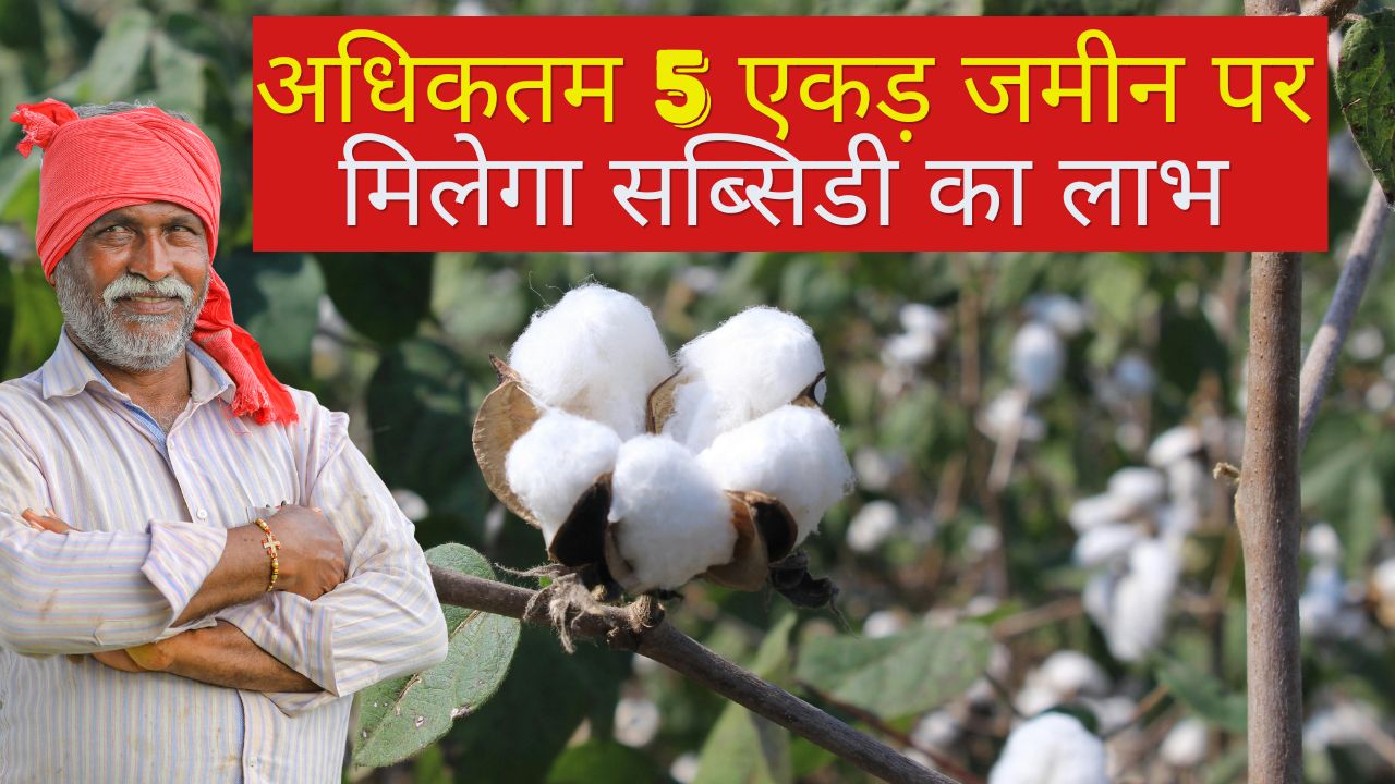 Punjab Government Is Providing 33 Percent Subsidy To Cotton Farmers