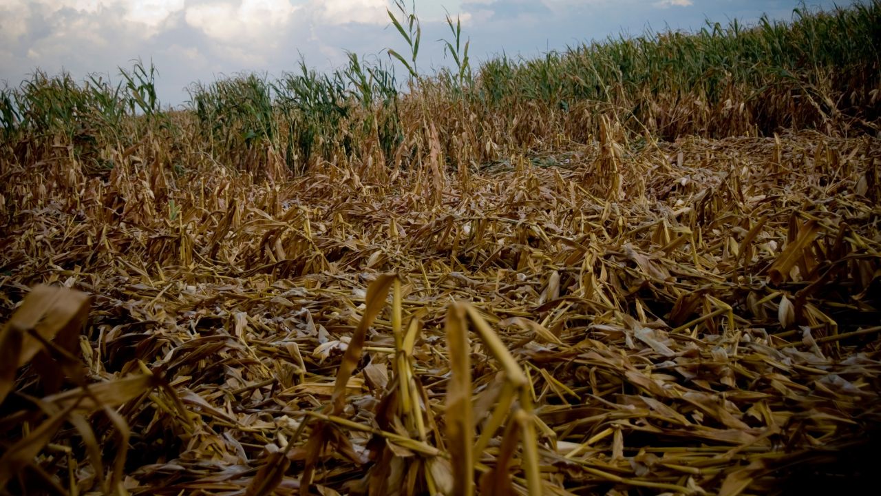 Unseasonal Rain Crop Damage Agriculture Department Advisory For Farmers To Save Crop