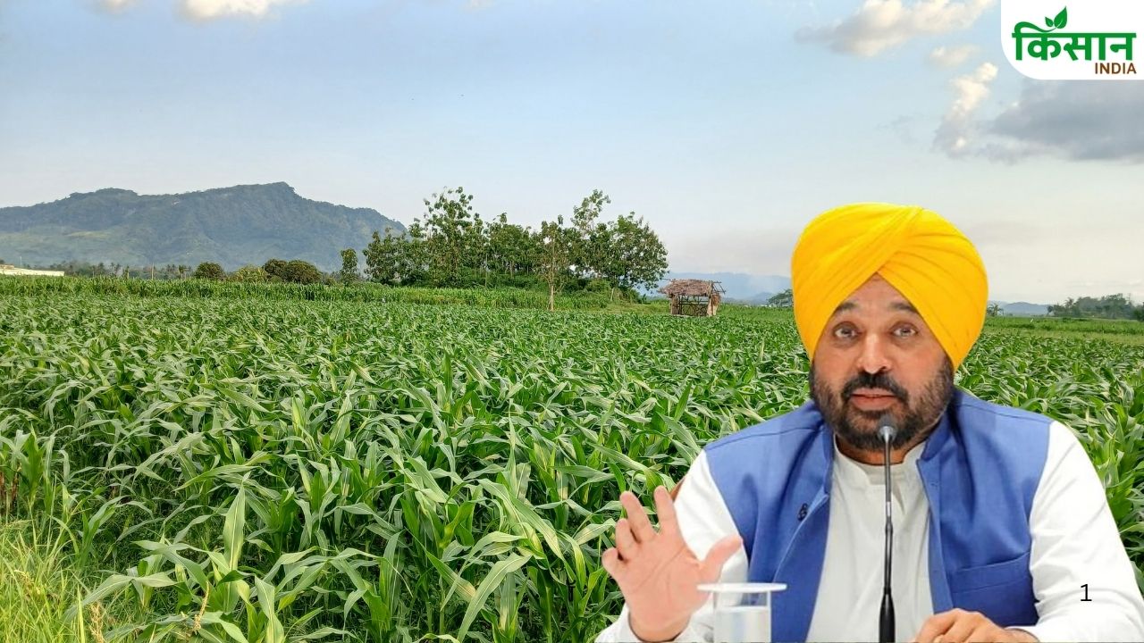 CM मान ने विशेष गिरदावरी का दिया आदेश, गेहूं के साथ बागवानी भी चौपट.. तुरंत मुआवजे की उठी मांग