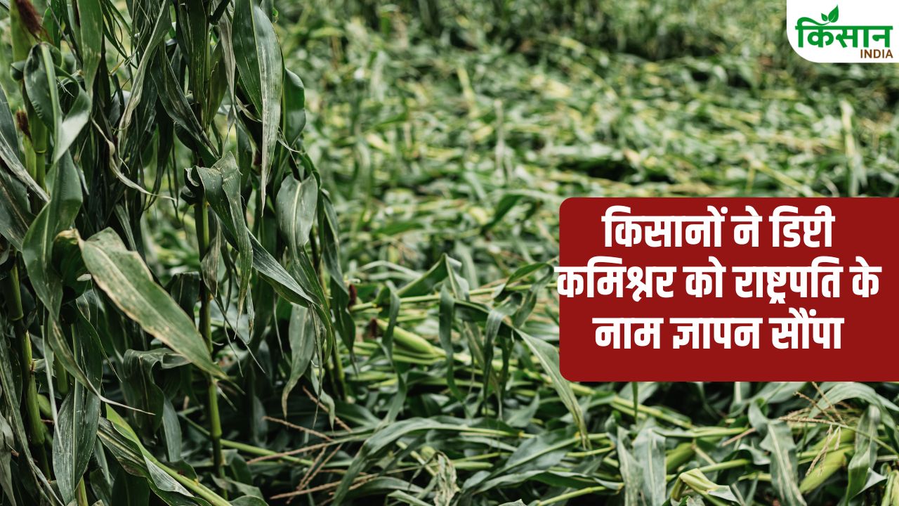 बेमौसम बारिश से गेहूं, जौ, चना, सरसों की फसल चौपट, किसानों ने मुआवजे को लेकर किया प्रदर्शन