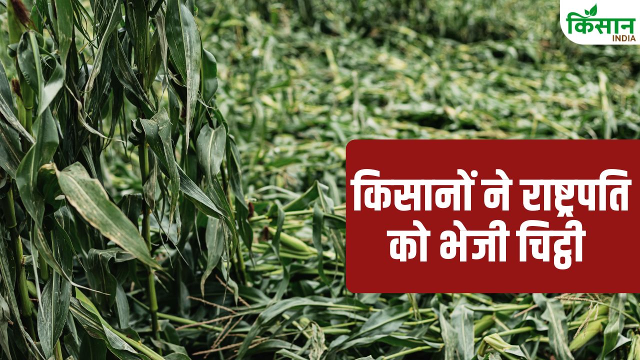 Haryana Farmers Protest Demanding Compensation Wheat Crop Ruined