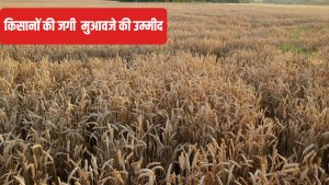 फसल नुकसान का सर्वे करने के लिए टीमें गठित, गांव-गांव जाएंगे अधिकारी.. किसान इस नंबर पर करें शिकायत