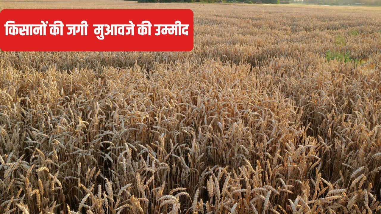 Teams Formed To Survey Crop Damage Noida Uttar Pradesh Unseasonal Rain Damages Crops