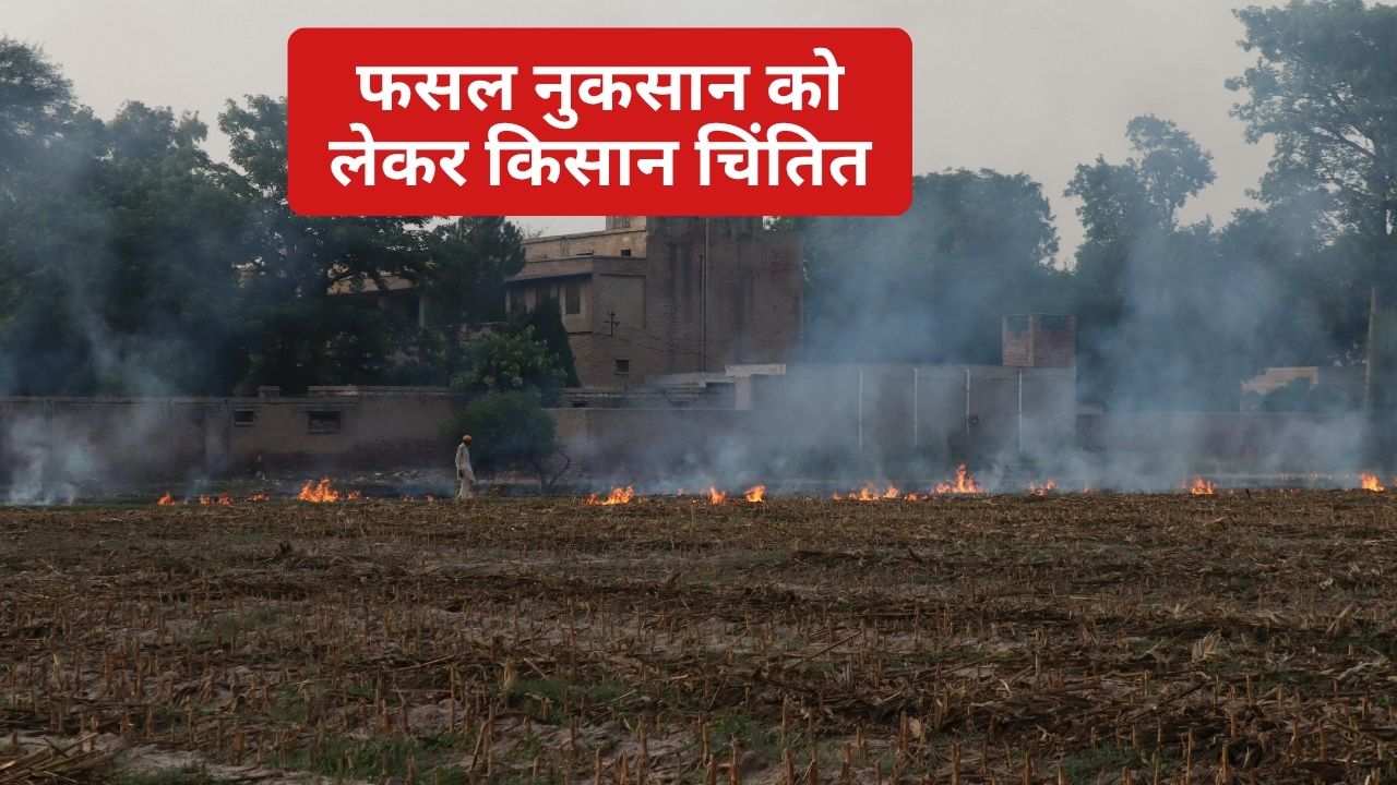 700 Acres Wheat Crop Destroyed Fire In Punjab Sukhbir Singh Badal Demanded Compensation