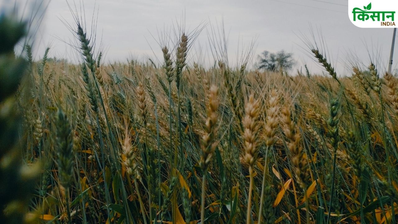 Punjab Rains Destroy Crops Sarwan Singh Pandher Demands Compensation Of Rs 70000 Per Acre
