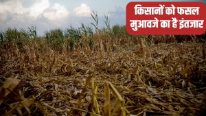 बेमौसम बारिश से 80 फीसदी तक फसल बर्बाद, भूपेंद्र हुड्डा ने मुआवजे को लेकर सरकार पर लगाए गंभीर आरोप