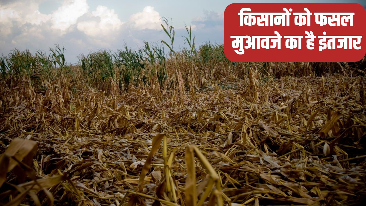 बेमौसम बारिश से 80 फीसदी तक फसल बर्बाद, भूपेंद्र हुड्डा ने मुआवजे को लेकर सरकार पर लगाए गंभीर आरोप