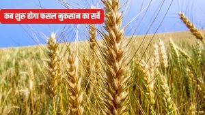 बेमौसम बारिश से गेहूं की फसल चौपट, कृषि विभाग ने जारी की एडवाइजरी.. किसान जल्द करें ये काम