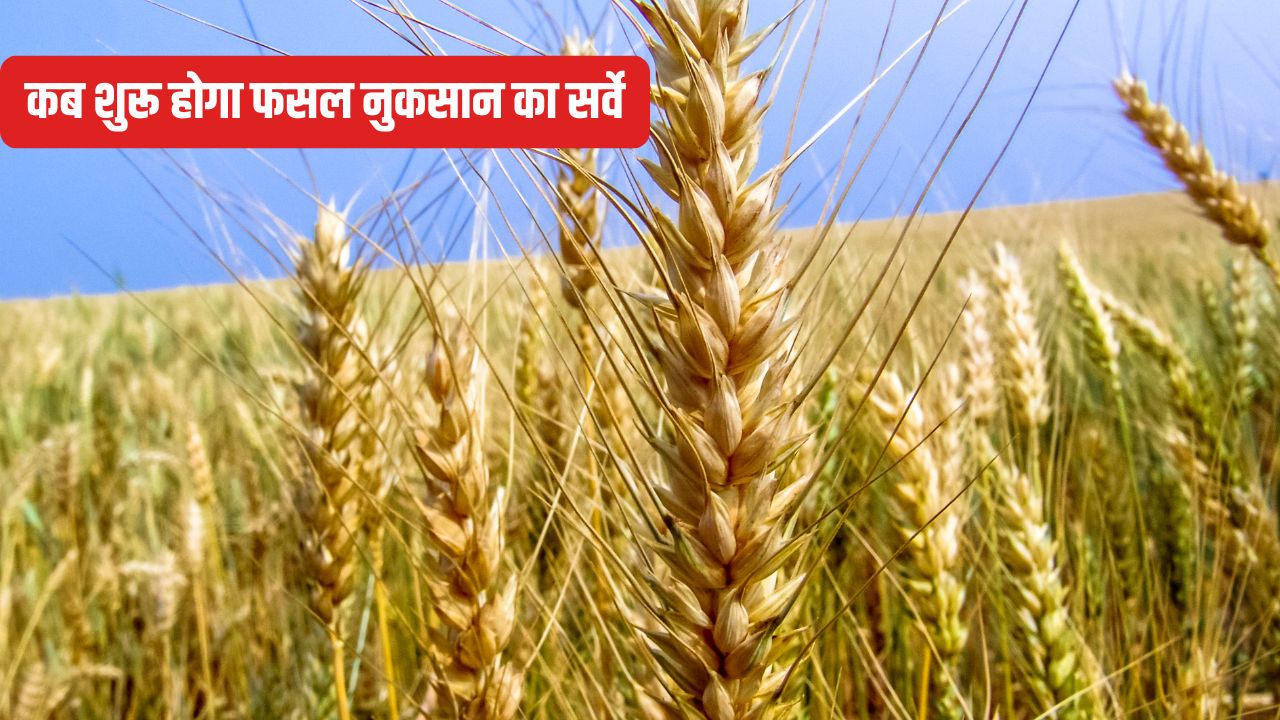 Unseasonal Rains Damage Wheat Crops Agriculture Department Issues Advisory
