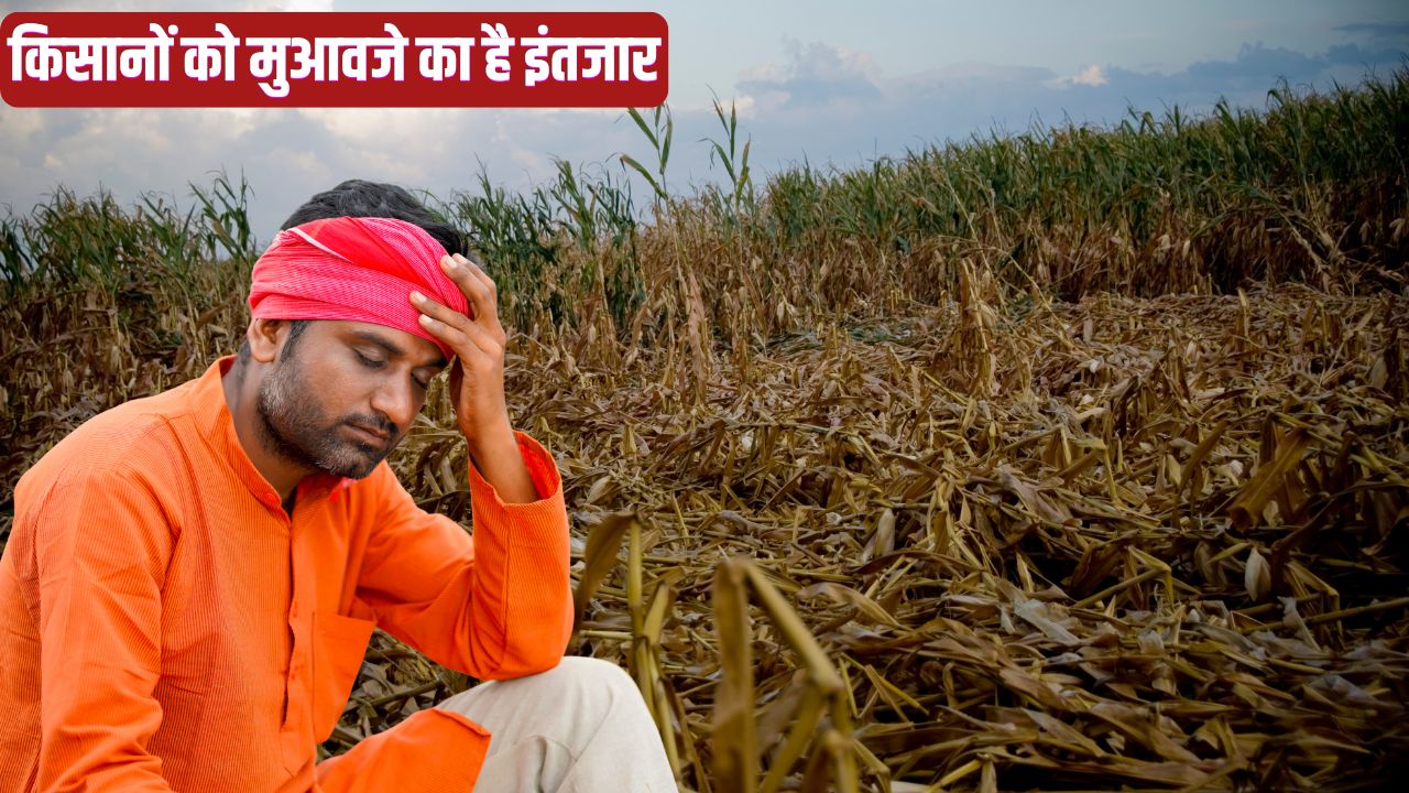 Rajasthan Rain Has Destroyed Crops Like Isabgol Cumin Wheat And Mustard