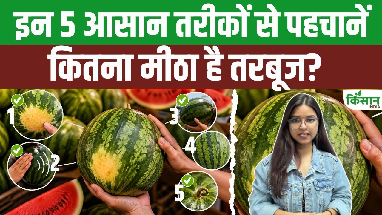 5 Easy Ways Identify Sweet Watermelon Without Cutting It