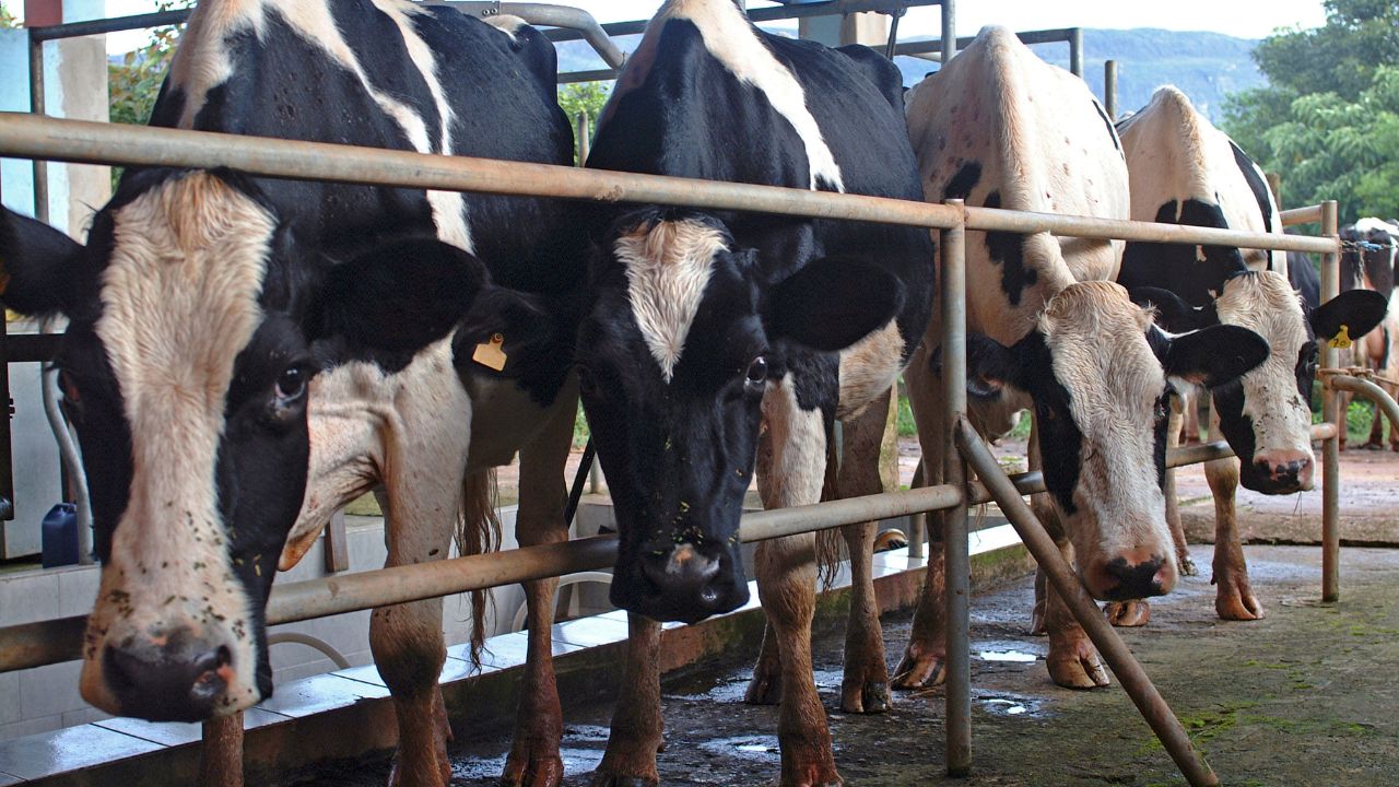 Heatwave Impact On Dairy Animals Milk Production Drop Prevention Tips Cattle Care Summer Management